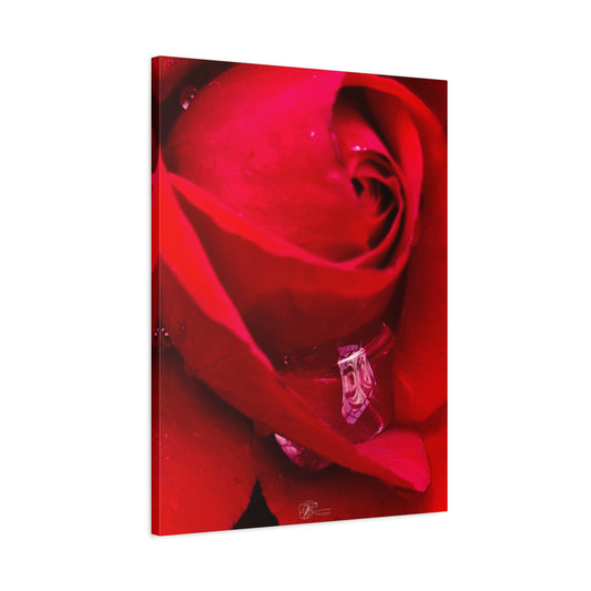 Canvas Wall Art Photo Print - Tears of a Rose