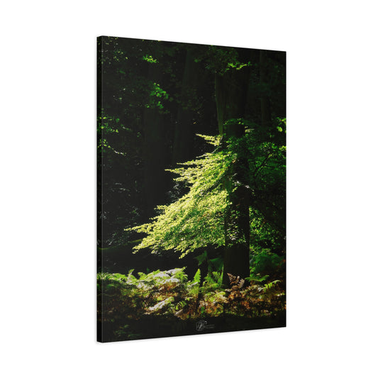 Canvas Wall Art Photo Print - Forest Glade