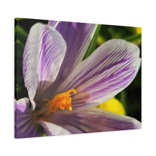 Canvas Wall Art Photo Print: Crocus catching warming rays of early Spring sunshine