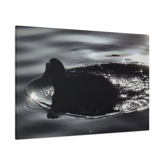 Canvas Wall Art Photo Print: Coot, 'Racing home before dark'