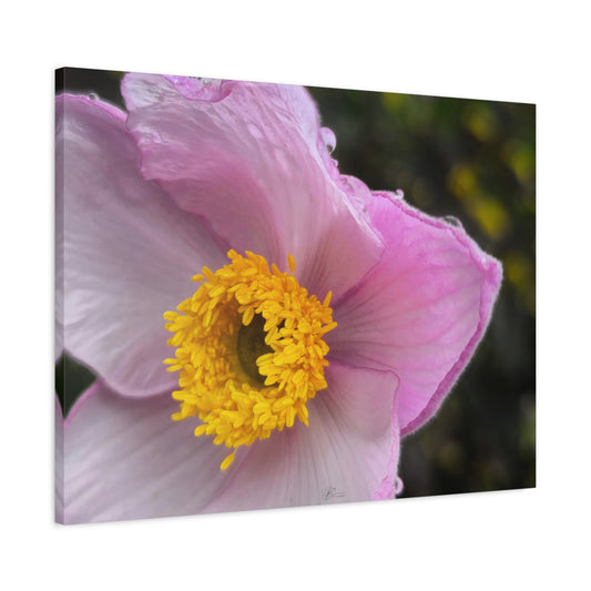 Canvas Wall Art Photo Print: Pink Ramanas Rose, 'Rosa Rugosa Rubra'