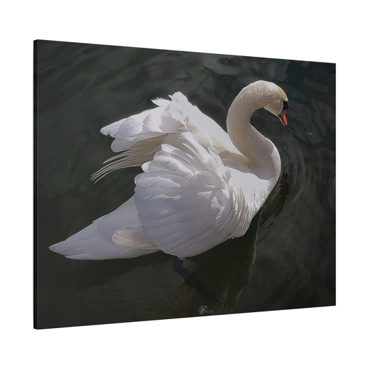 Canvas Wall Art Photo Print - Swan Showing off it's Plumage