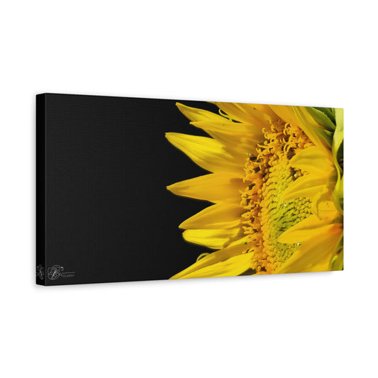 Canvas Wall Art Photo Print - Sunflower