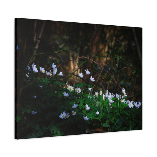 Canvas Wall Art Photo Print: Wild Anenome Woodland Carpet