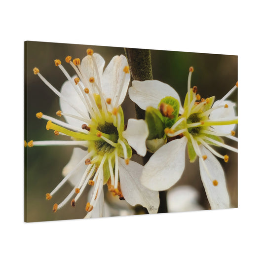 Canvas Wall Art Photo Print: Early Spring blossom, 'Putting out the feelers'