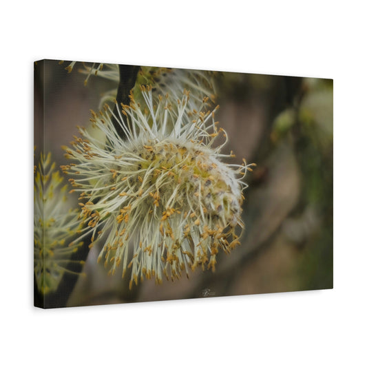 Canvas Wall Art Photo Print: Catkins in bloom, 'Spring is on the way!'