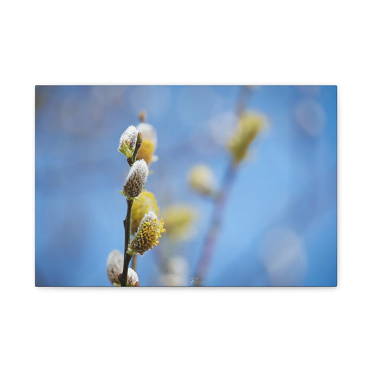 Canvas Wall Art Photo Print - First Signs of Spring