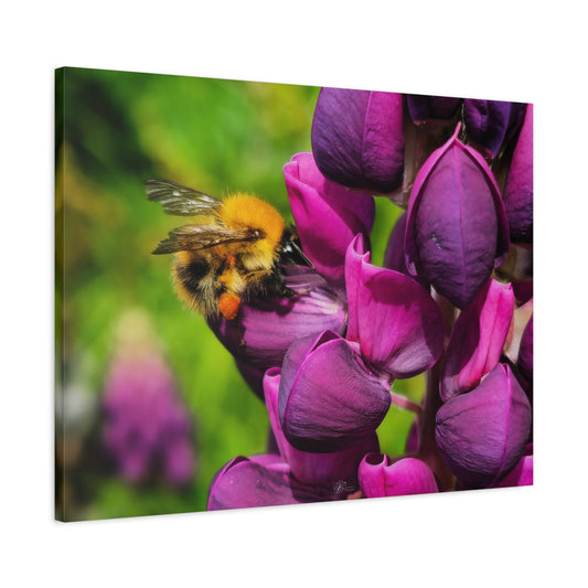 Canvas Wall Art Photo Print: Bee enjoying some Lupin nectar