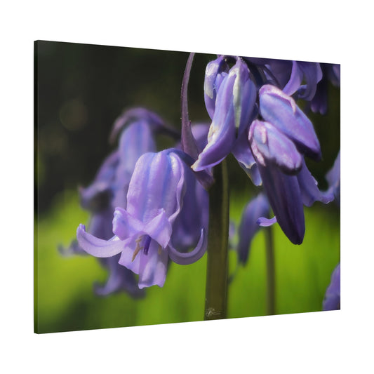 Canvas Wall Art Photo Print: 'Bluebell Heaven'