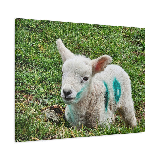 Canvas Wall Art Photo Print: Curious, cute little lamb, 'Come in No. 10'