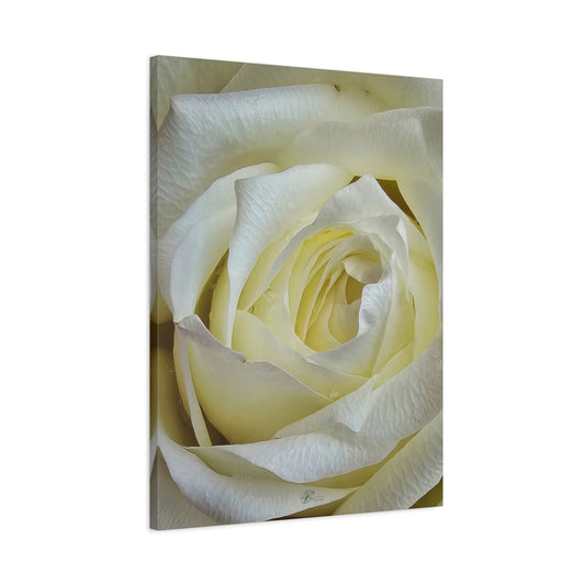 Canvas Wall Art Photo Print: White Rose of Yorkshire