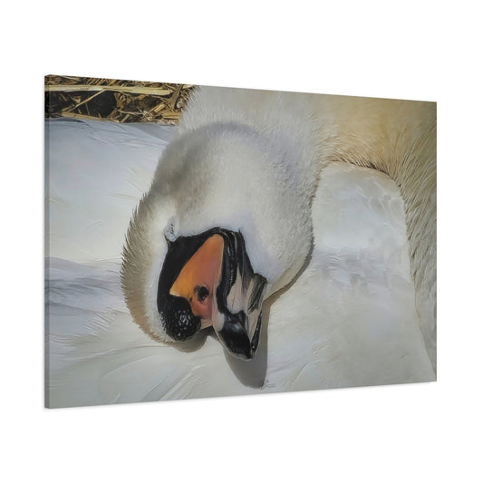 Canvas Wall Art Photo Print: Beautiful nesting swan, taking a nap in the sunshine