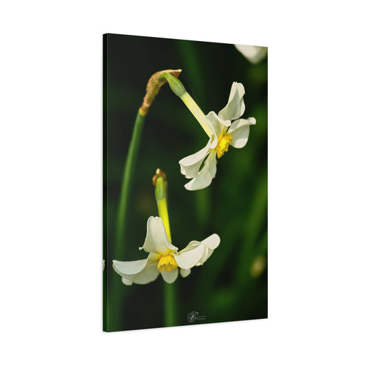 Canvas Wall Art Photo Print - Spring Daffodils