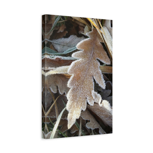 Canvas Wall Art Photo Print - Frosted Oak Leaf