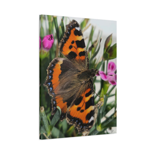 Canvas Wall Art Photo Print: Colourful Tortoiseshell Butterfly, 'Refueling'