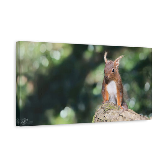 Canvas Wall Art Photo Print - Lake District Red Squirrel