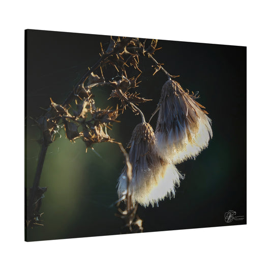 Canvas Wall Art Photo Print - Thistles in the Sunlight