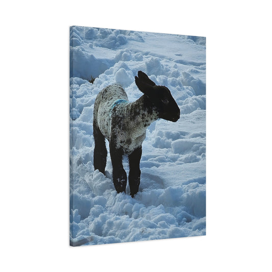 Canvas Wall Art Photo Print: Cute February Lamb in the snow