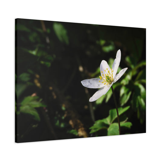 Canvas Wall Art - Wild Anenome