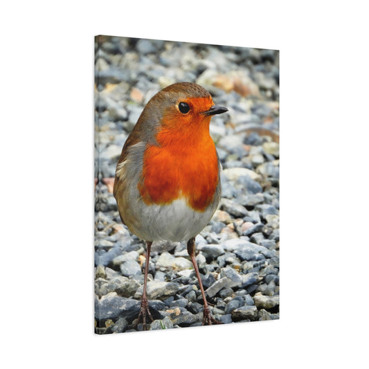 Canvas Wall Art Photo Print: Beautiful Robin Redbreast