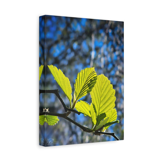 Canvas Wall Art Photo Print - First Leaves of Spring