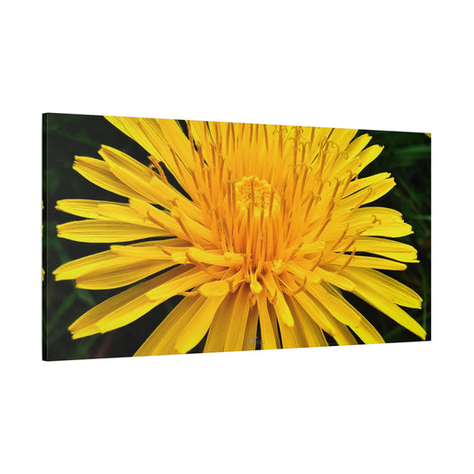 Canvas Wall Art Photo Print: Dandelion, love them or hate them, they are still an 'Explosion of Gold'