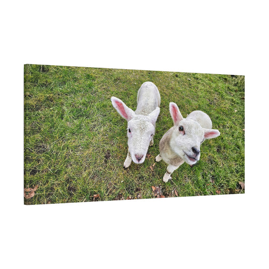 Canvas Wall Art Photo Print - Innocent as a Lamb